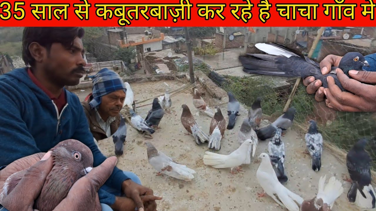 35 साल से कबूतरबाज़ी कर रहे है चाचा गाँव मे | highflayar nisawre kabootar kanpur breed | pigeon guru
