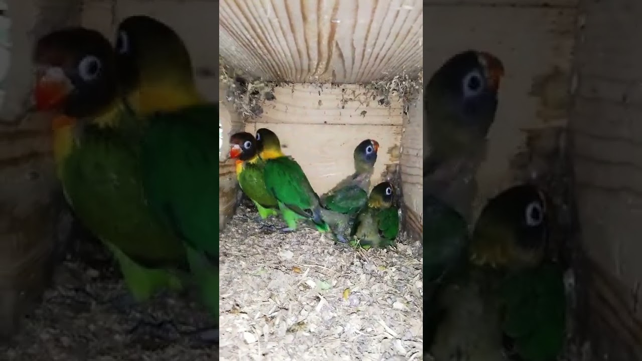 Black-masked Lovebirds #animalshorts