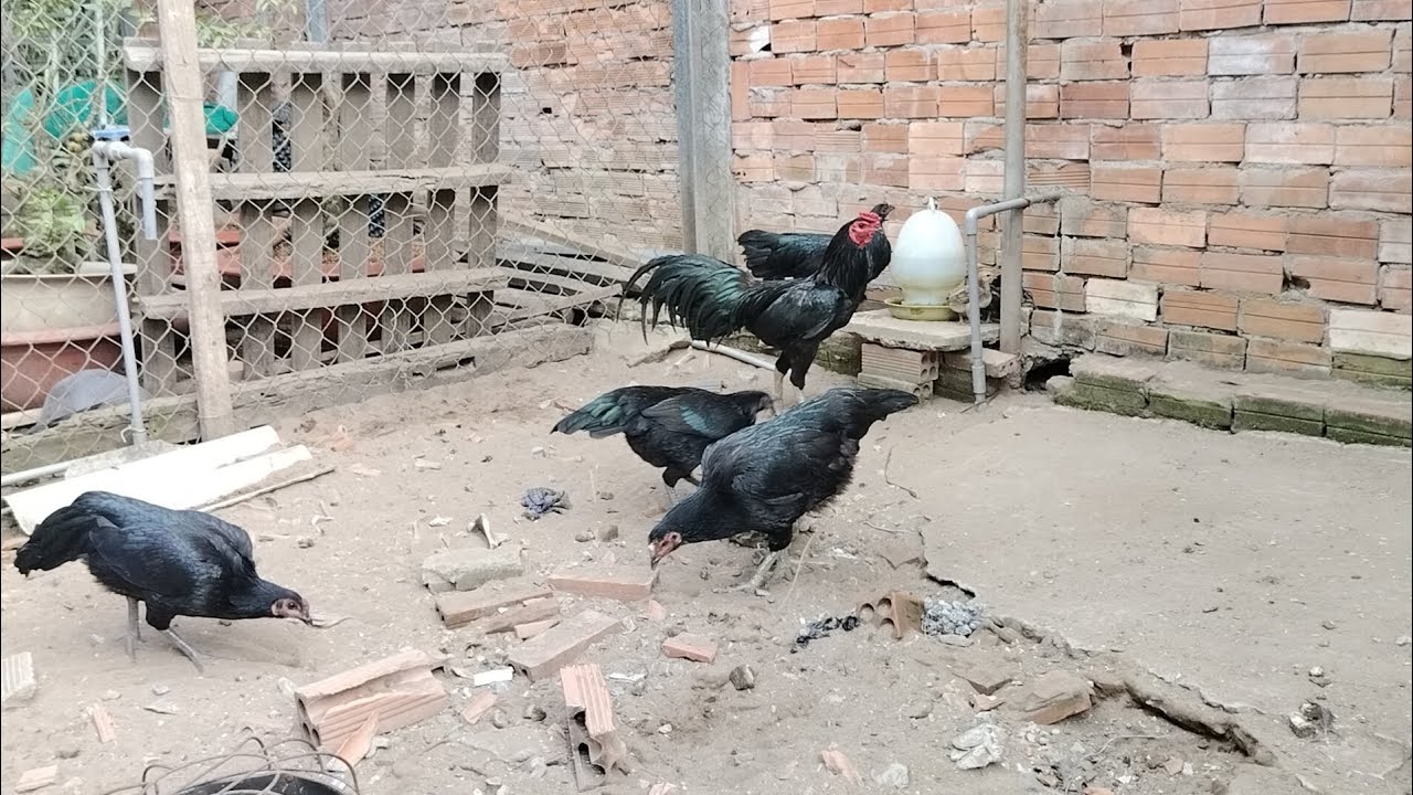 Vẫn chưa lai tạo được chiến kê ô ướt nào
