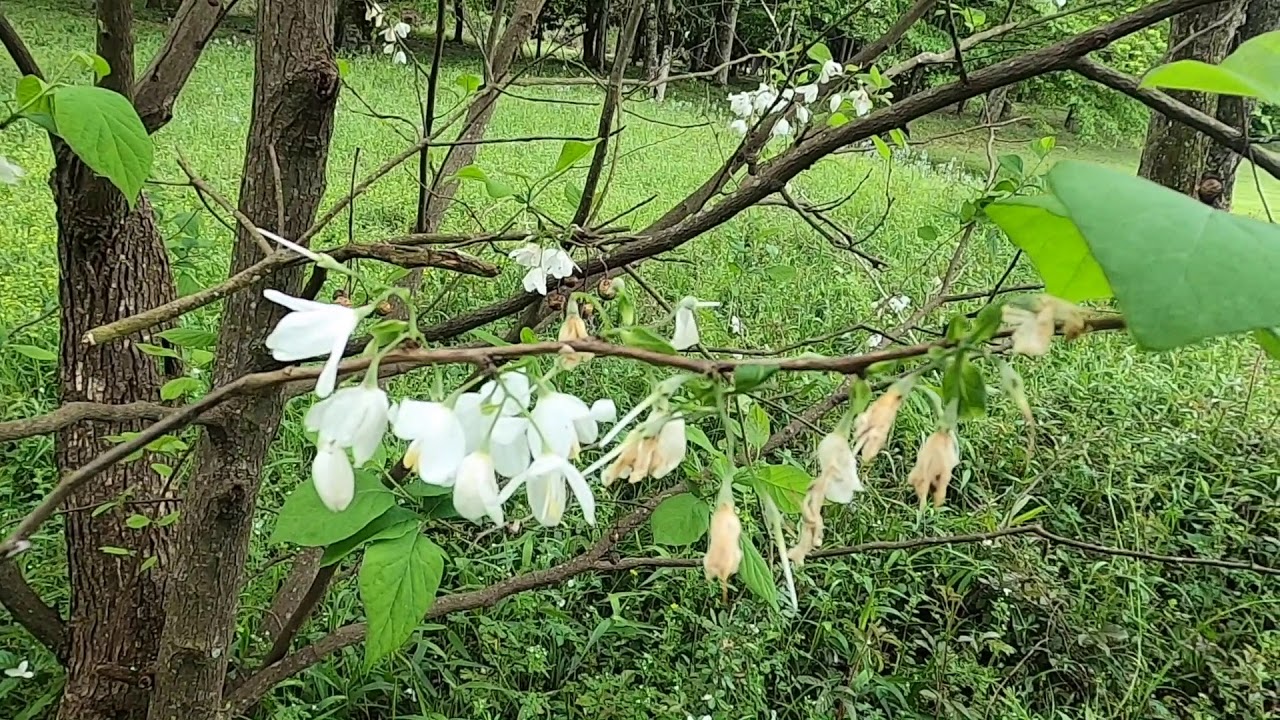 Halesia diptera var  diptera