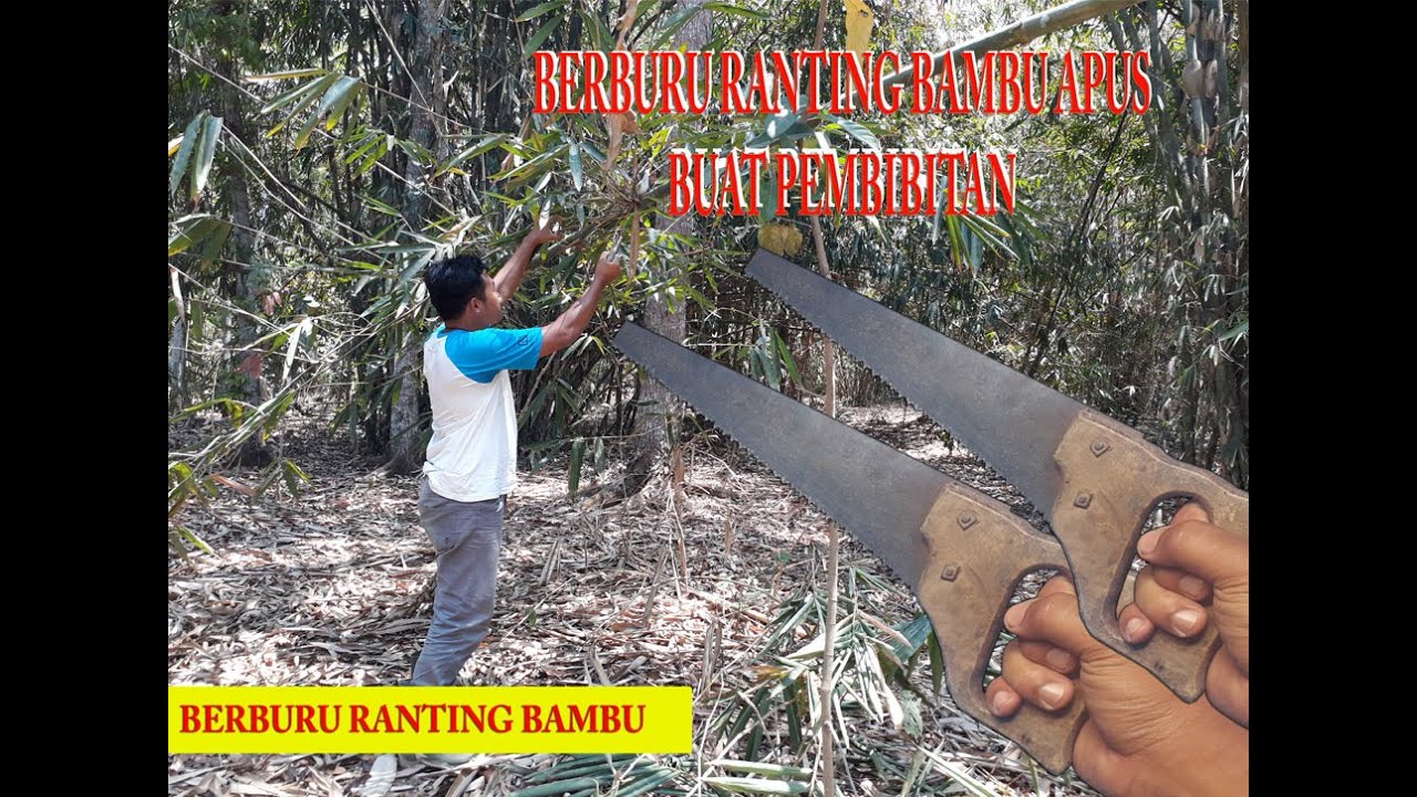 Berburu ranting bambu apus buat pembibitan