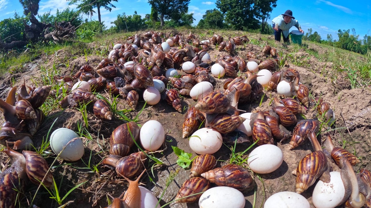 Giant Snail Harvest: Collecting Thousands of Snails and Eggs