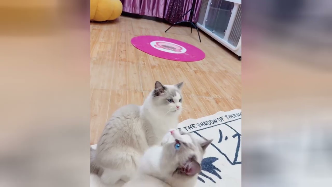 Sweet little felines will bring happiness to your soul
