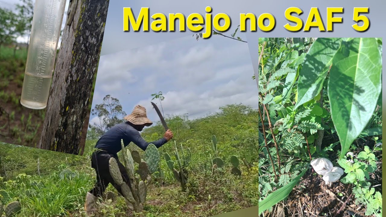 Agrofloresta SAF 5: Primeiro manejo de 2026 