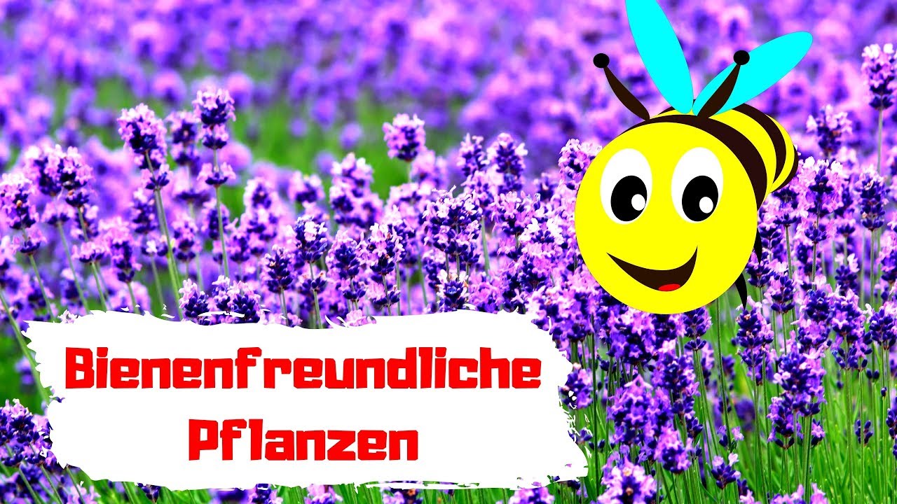 Bienenfreundliche Pflanzen für deinen Garten & Balkon 🔴 Top 5