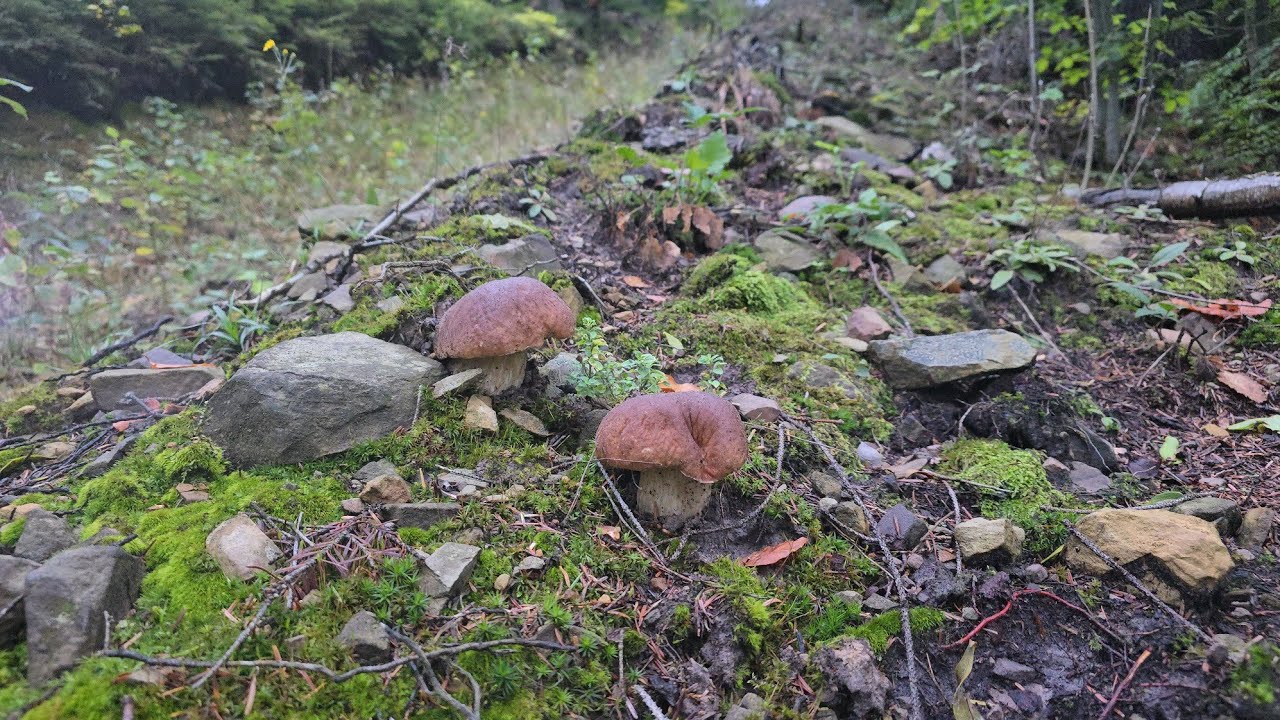 FUNGHI PORCINI 2024 | La ricompensa della natura! AMORE ROSSO