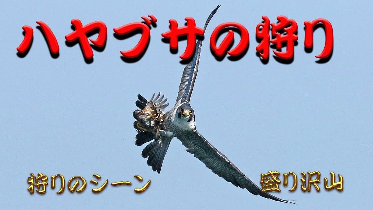 ハヤブサの狩り