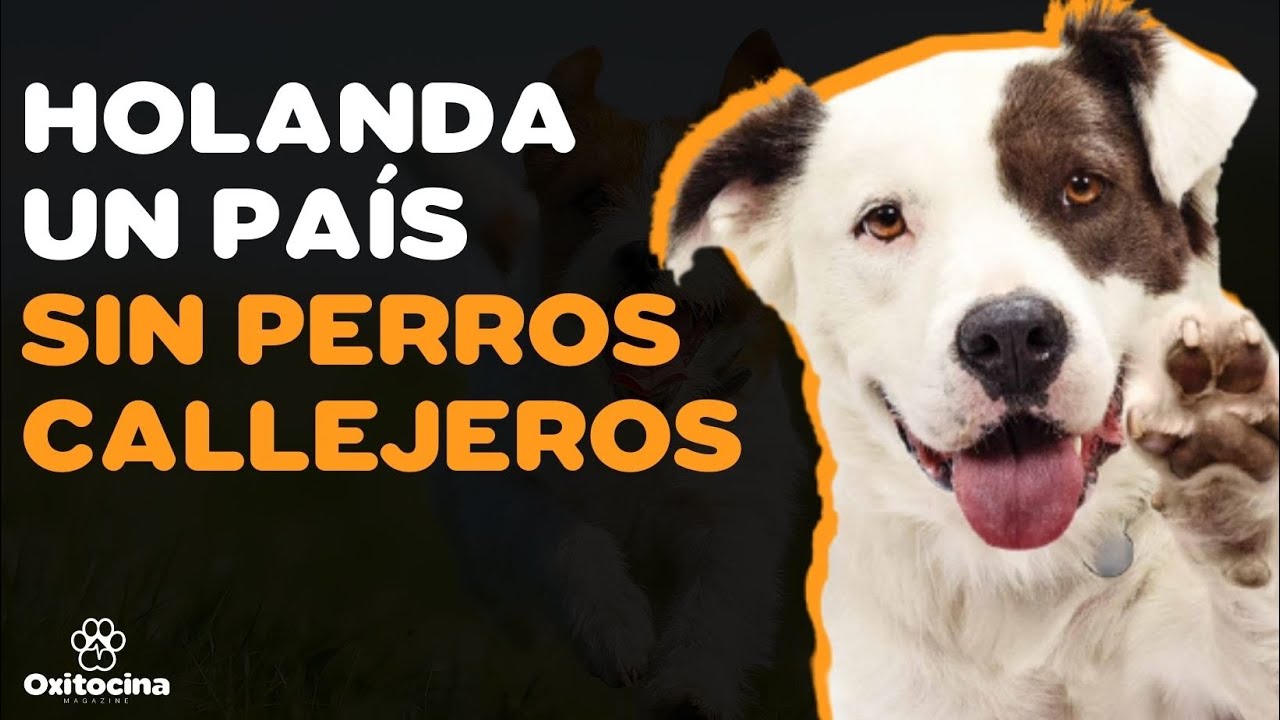 ¿POR QUÉ EN PAÍSES BAJOS NO HAY PERROS CALLEJEROS?