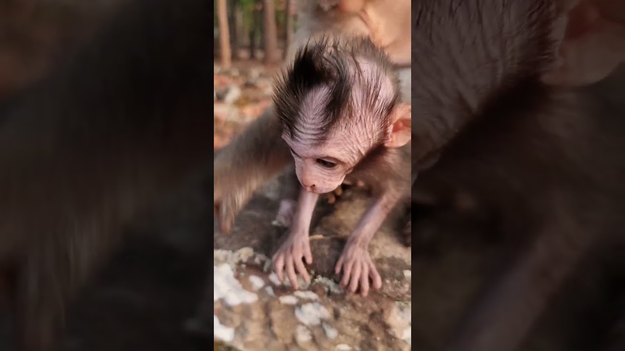 Sweetie baby monkey with wonderful mom care #shorts