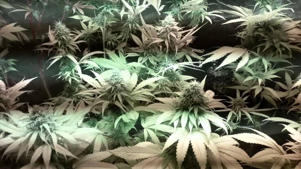 Day 21 veg kens gdp. 😃😃😃