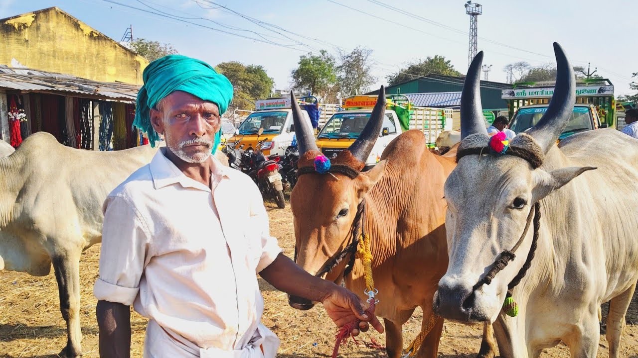 மாடு விக்க போனோம்|மணப்பாறை மாட்டுச் சந்தை|Manapparai Cow Market Video in Tamil.#tamil#vlog