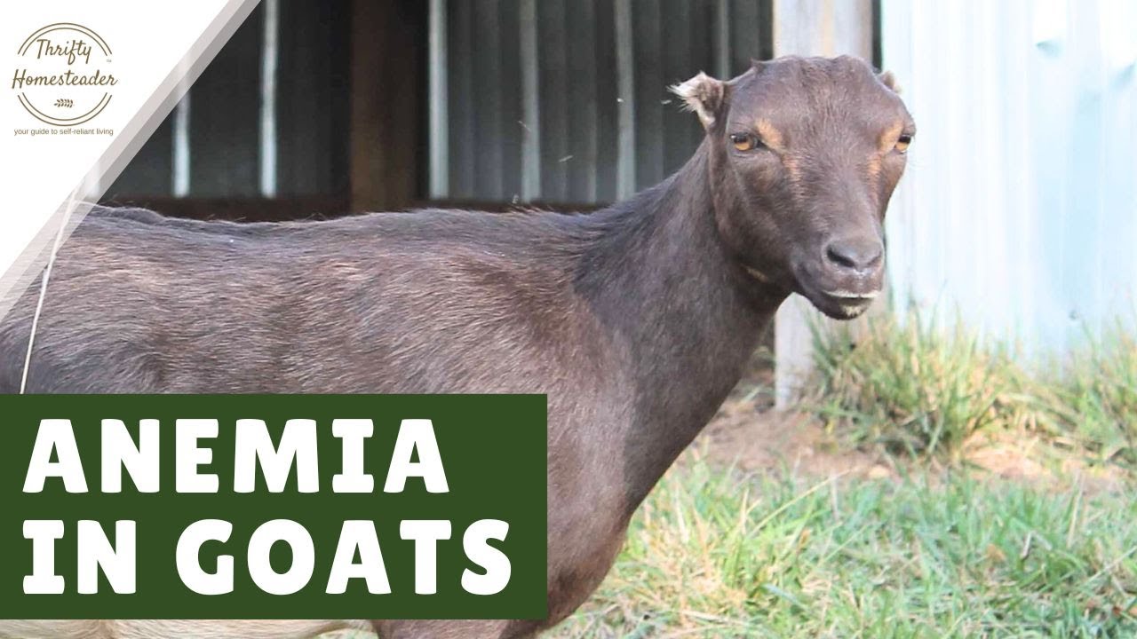 Why Goats Get Anemia (And How To Treat It)