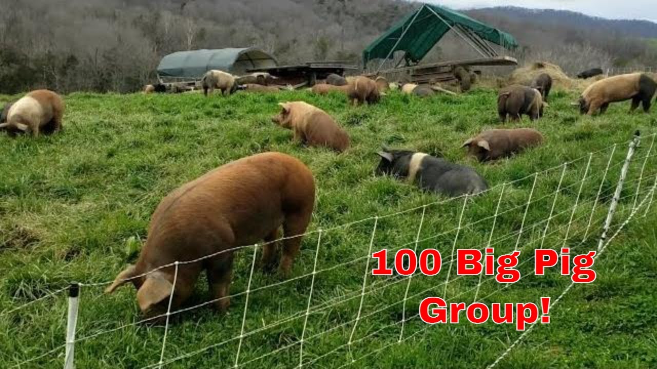 Групповой тур на 100 голов пастбищных свиней за 5 минут (свинина стоимостью 130 тыс. долларов) #ф...