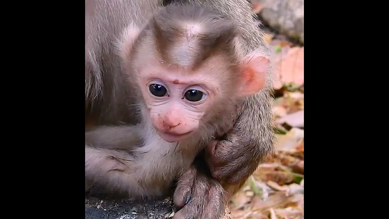 Cute baby monkey fresh smile after mom feeding milk