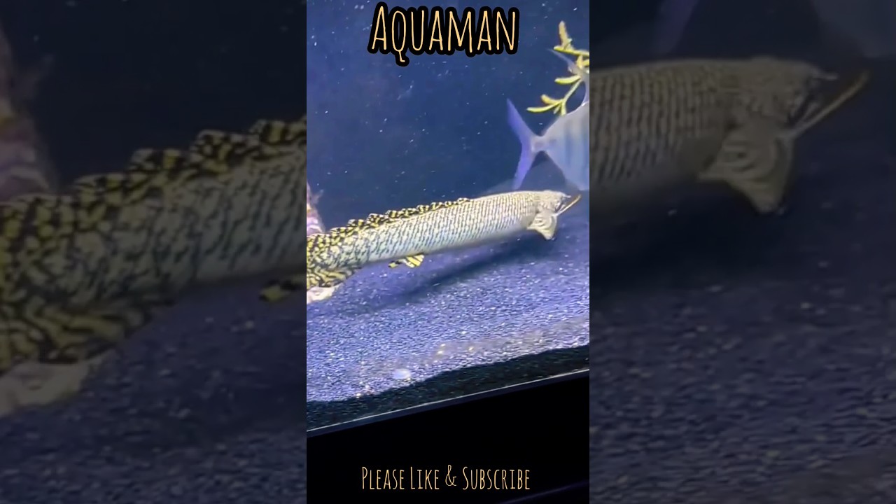 Evil Bichirs😈 of Fish Tank  || Must Watch || #shorts