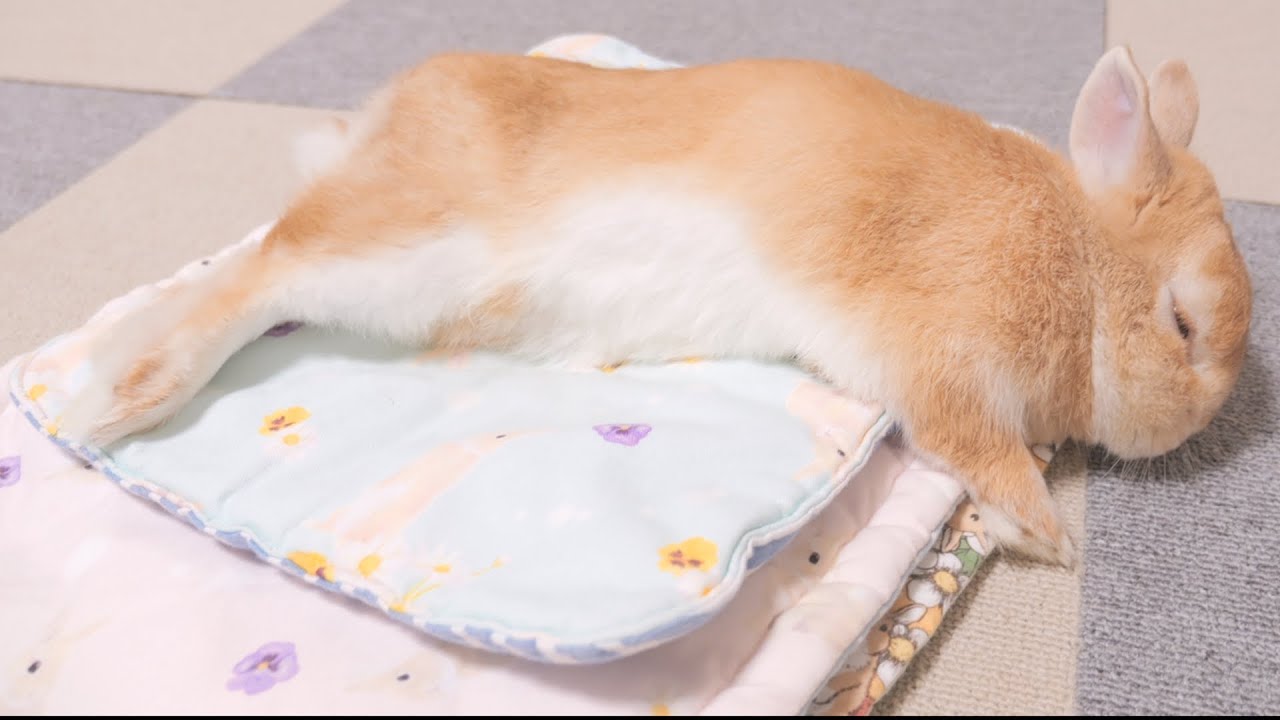 洗い立てのマットをうさぎに渡したら気持ち良すぎて秒で爆睡しちゃいました【No.1120】