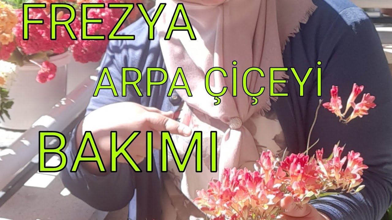 #FREZYA BAKIMI NASIL OLMALI🧿🪴A  dan  Z Ye BURDA!