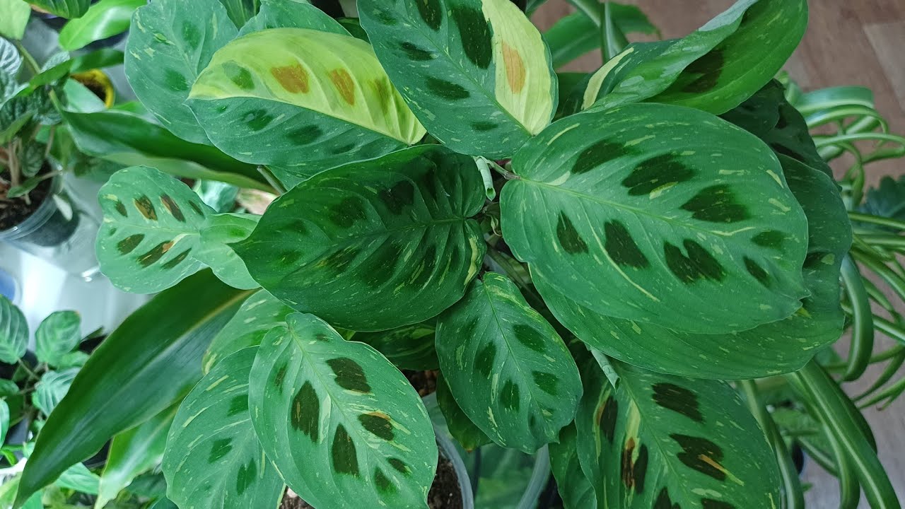 Стремлюсь к эффекту джунглей😁☘️🌿🍀