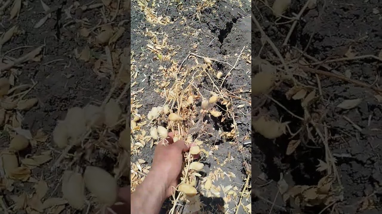 يوميات الفلاح هشام #اليوم حصدنا الحمص بآلة الحصاد الخوت تبع الڤديو تعرف بعض المعلومات اثمن بيع الحمص