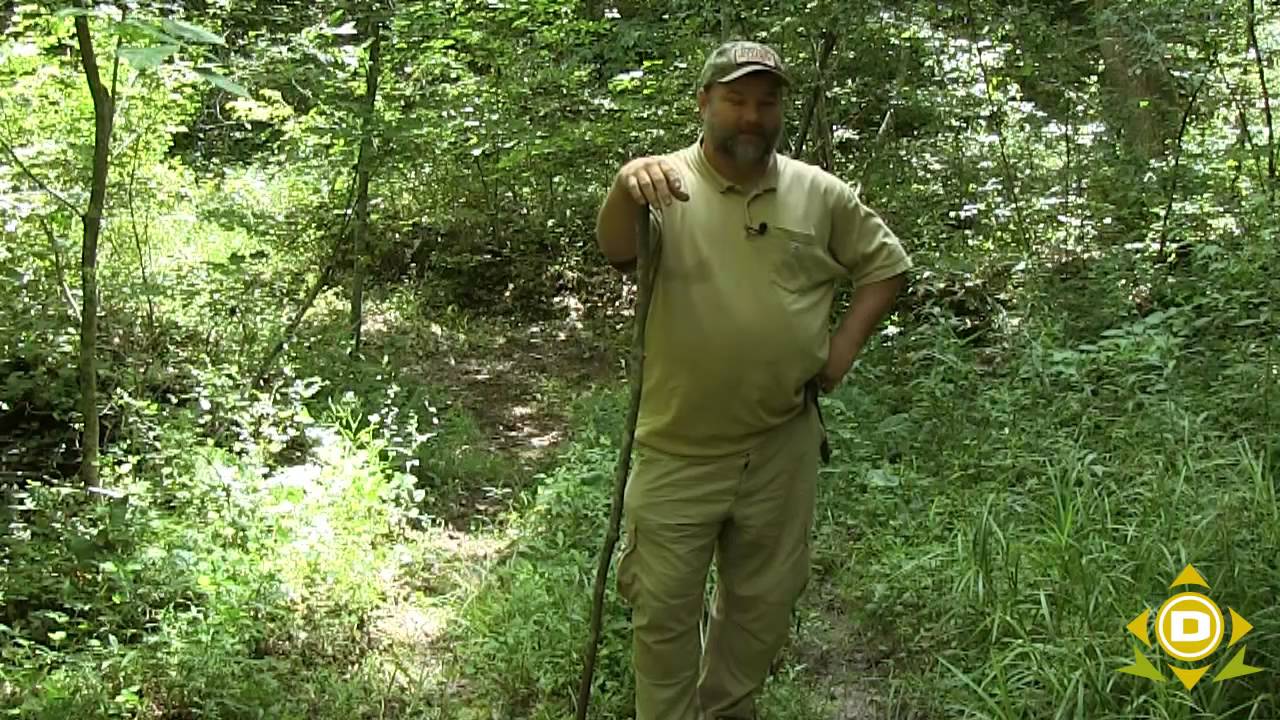 Wildlife Observation