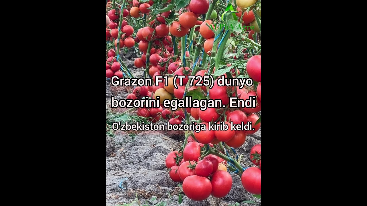 Grazon F1 (T 725) Дунё бозорларини эгаллаган. Энди Ўзбекистон бозорига келди. Видео июн ойидан.