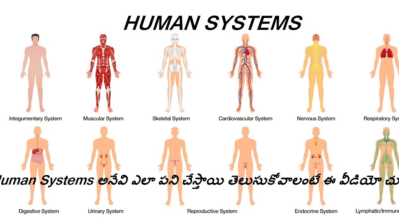 Basics of Human Systems in The Body | Explained in Telugu