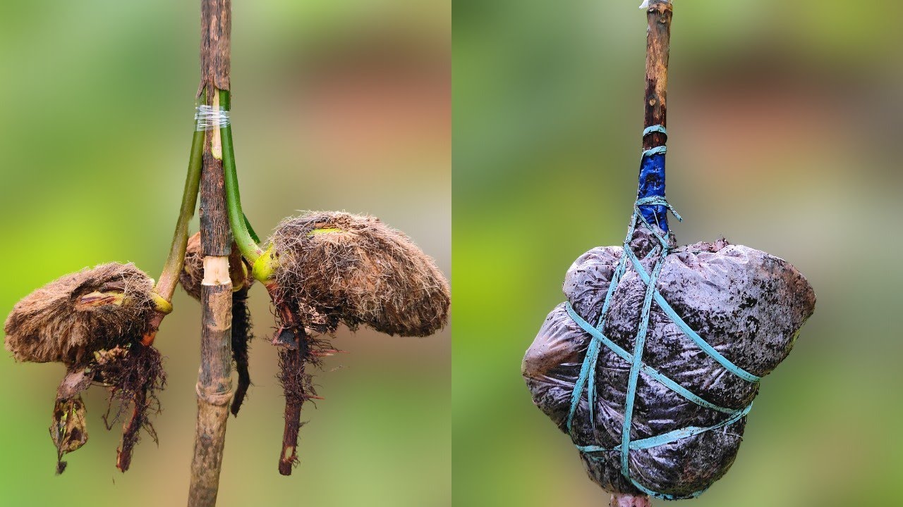 Mango air layering & grafting | Root Grafting | Stone grafting