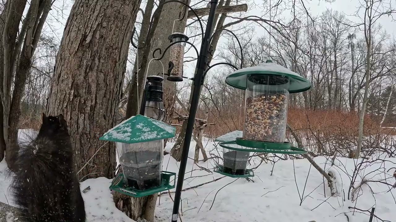 DONT SHOW YOOUR CATS! FLOCKS OF BIRDS
