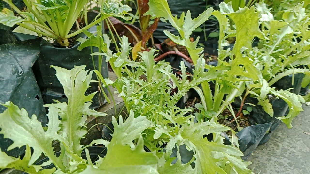 Masak Apa ya 🤔 Petik Sayurnya Cukup di Halaman Rumah💖. Happy Gardening🥰🪴🪴