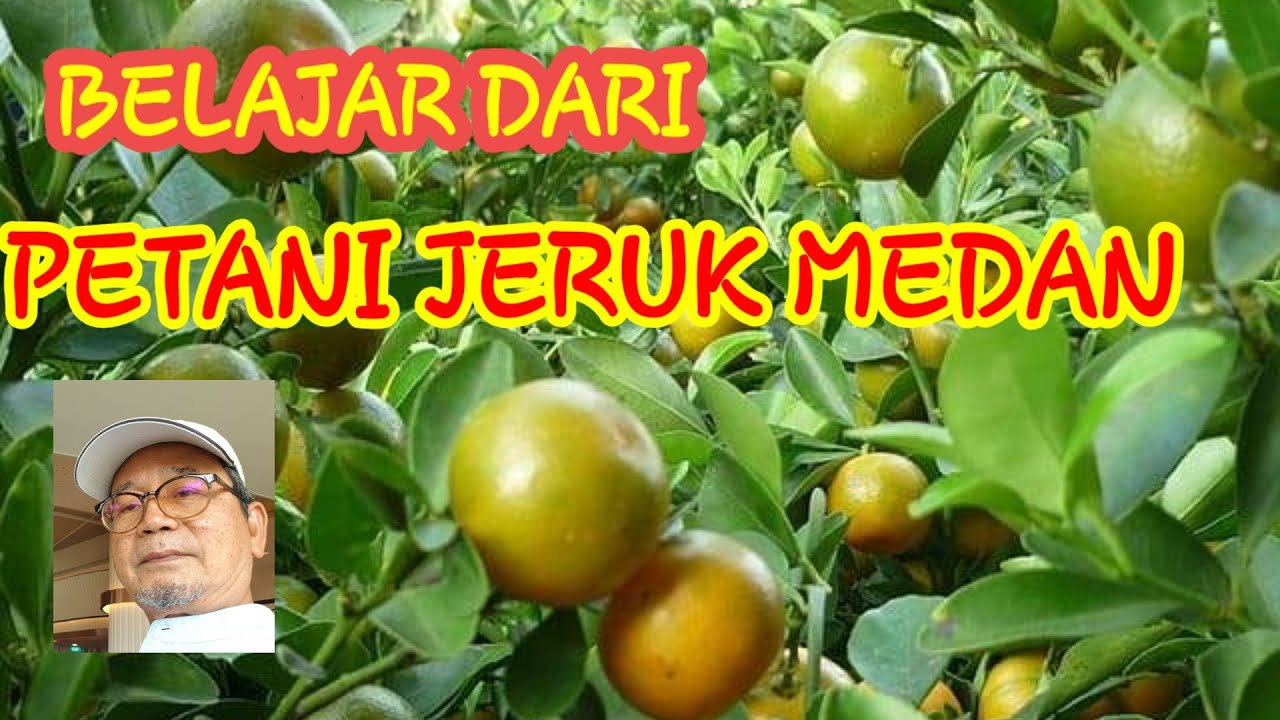 Jeruk Medan 100 Kg per pohon.. Apa yang dilakukan oleh petani sukses ?