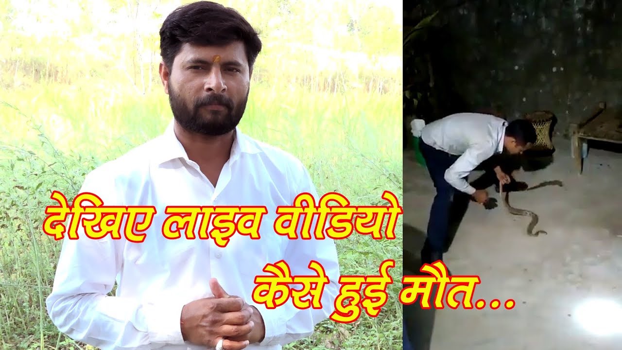 देखिए लाइव वीडियो, बहुत बड़ी लापरवाही और हो गई मौत।Rescue Russel Viper Snake Bite and Death