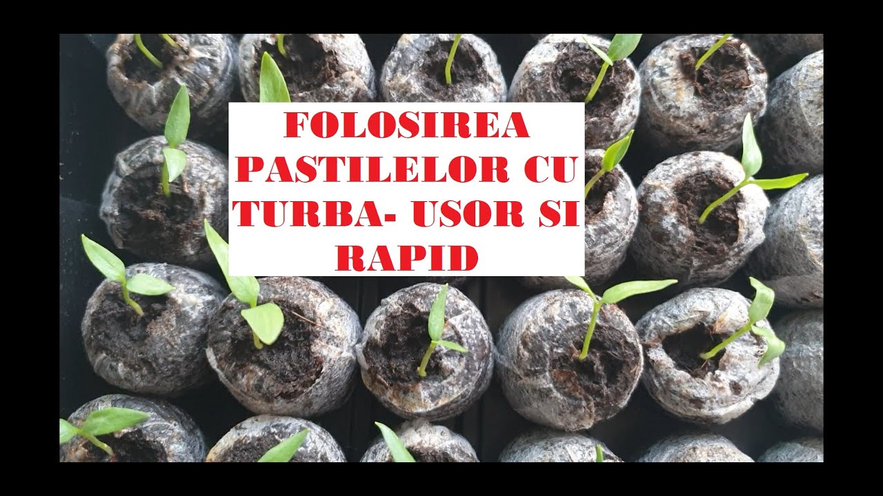 Folosirea pastilelor cu turbă pentru răsaduri/ cum putem semăna sute de semințe in doar 20 min