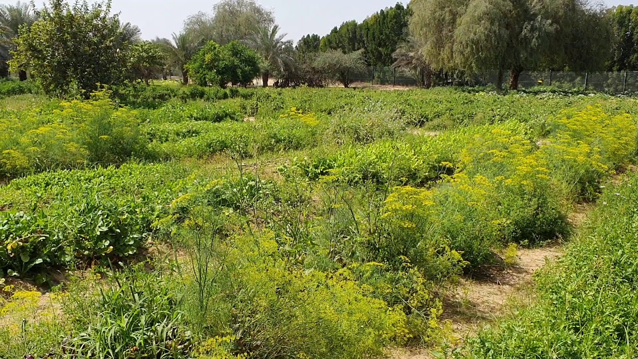 Desert Organic Farm Dubai - MUST VISIT!