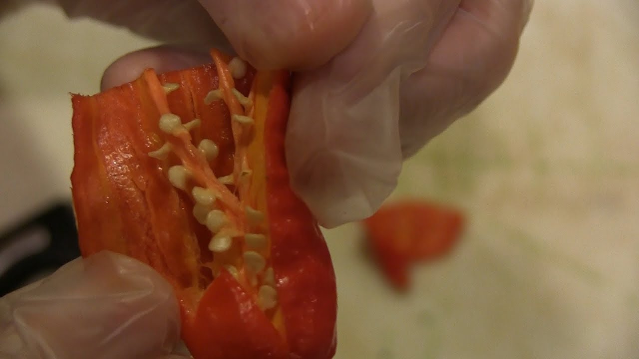 Tips on Harvesting and Saving Ghost Pepper / Scorpion Butch T Seeds