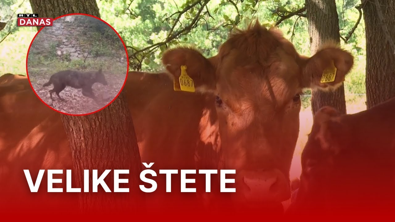 Vukovi u Lici ponovo napravili krvavi pir, stočari u šoku | RTL Danas