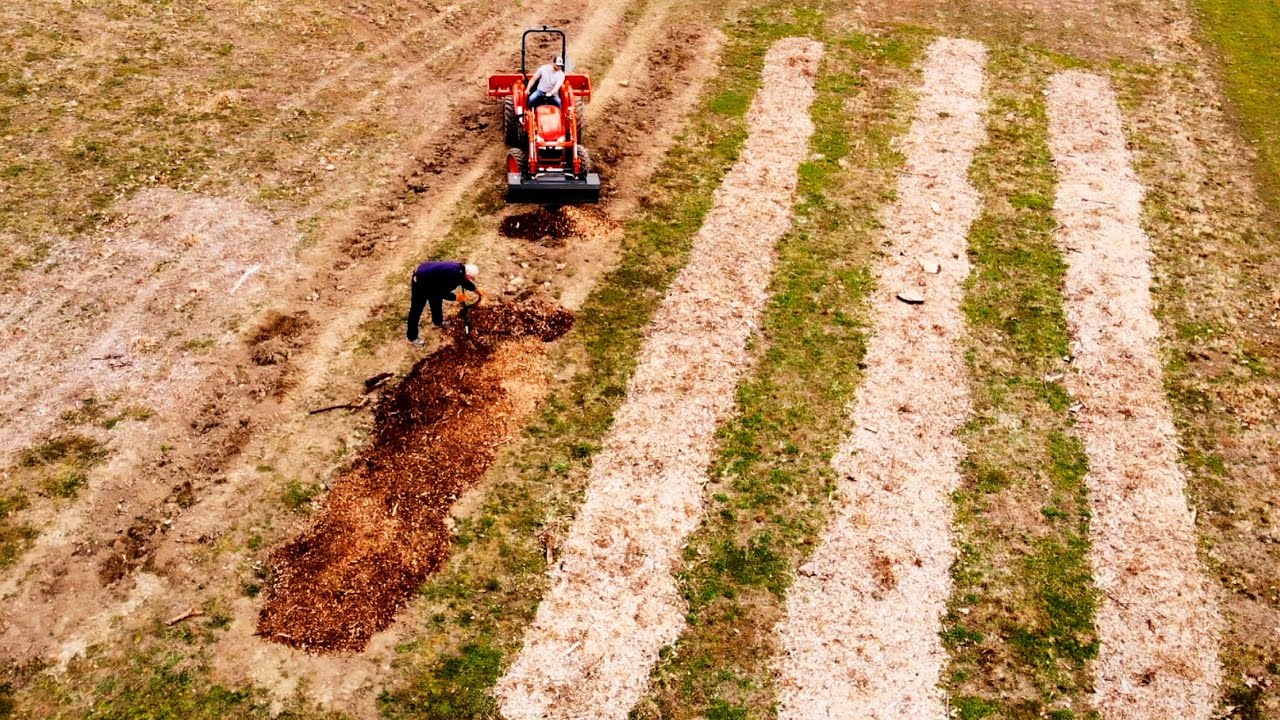 Planting A Blueberry/Blackberry Patch
