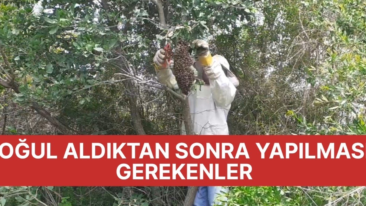Oğul Aldıktan sonra yapılması gerekenler #arıcılık