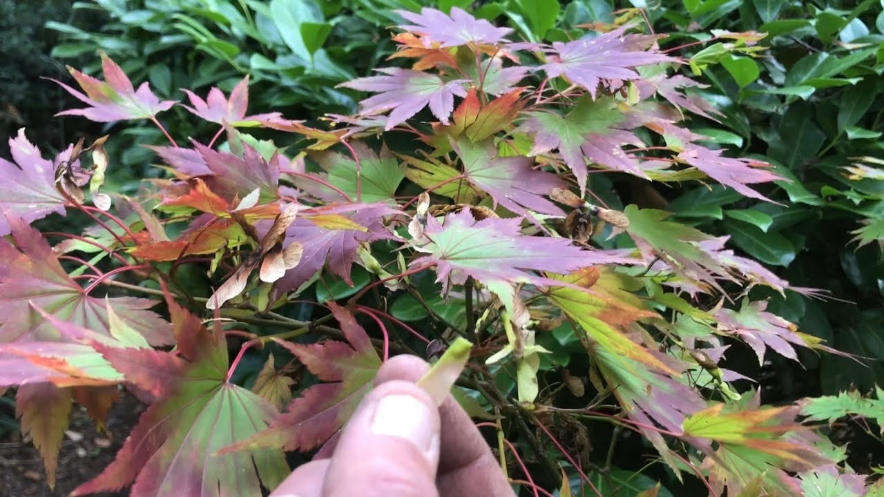 Collecting & Processing Seed For Bonsai Japanese Maple + Many More , When & How! Autumn Seed Forage!