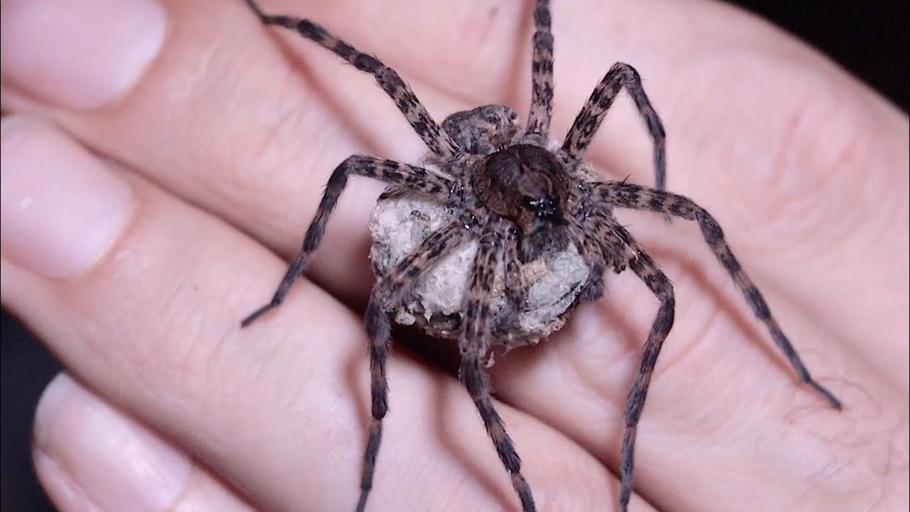 Handling a Big Spider With Eggs!