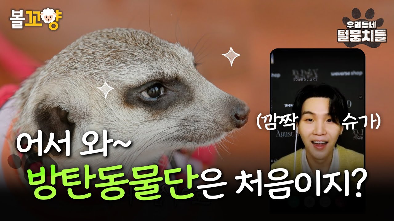 [#우리동네털뭉치들] 어서 와~ 방탄동물단은 처음이지? 슈가도 반한 아미하우스 보라해💜 #엠뚜루마뚜루 #볼꼬양  MBC240723방송