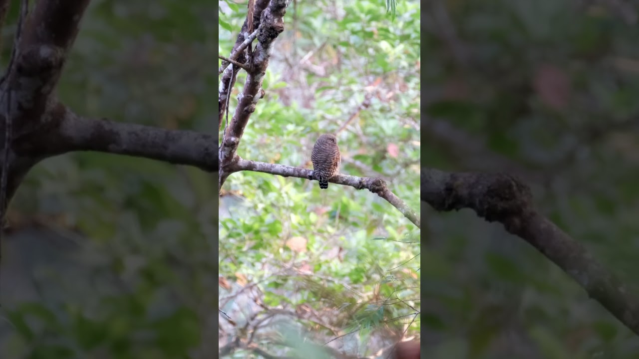 One beauty found on a forest trail 