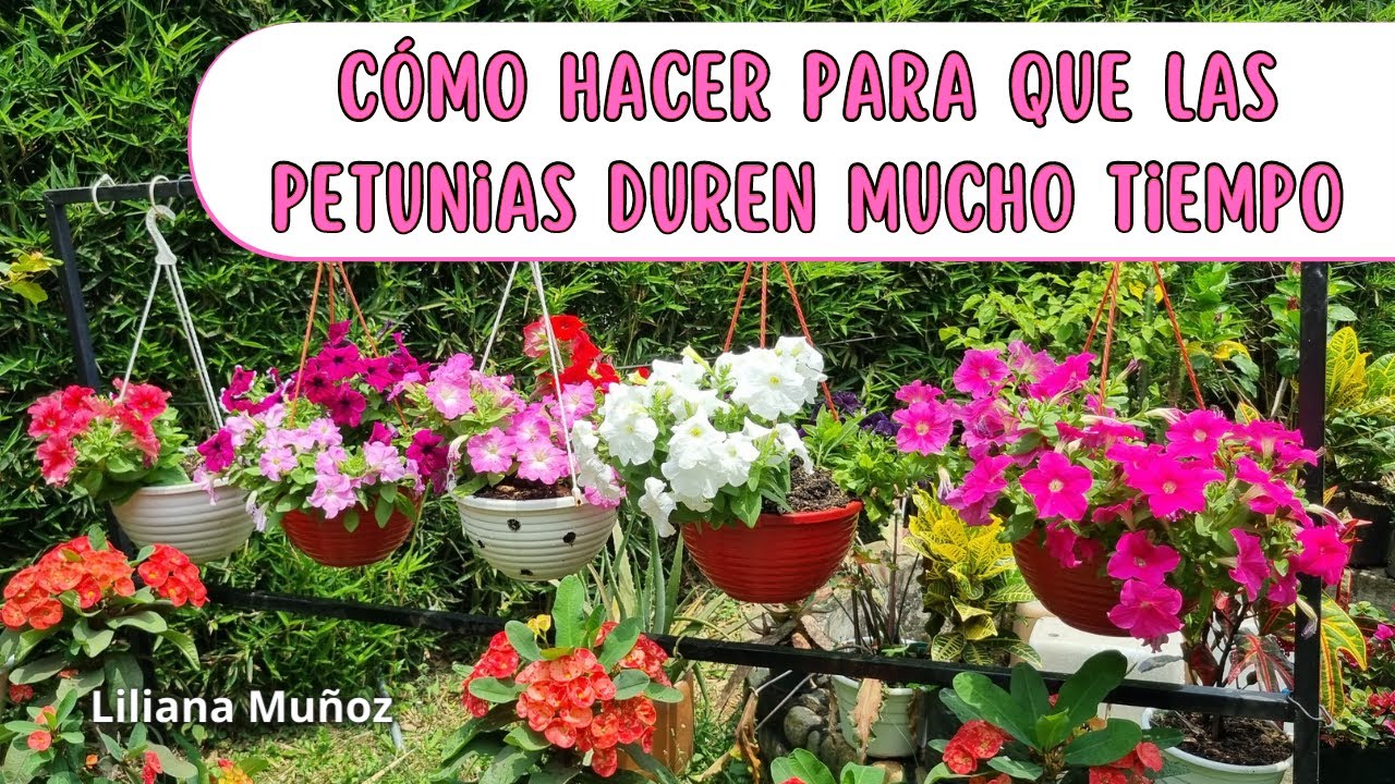 ESTÓ ES LO QUE HAGO PARA QUE MIS PETUNIAS DUREN MUCHO TIEMPO/ Liliana Muñoz