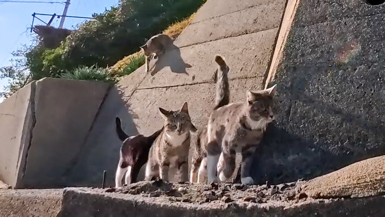 山の上の猫集会所へ向かう途中、崖の上の見張り猫に見つかって仲間が続々集結