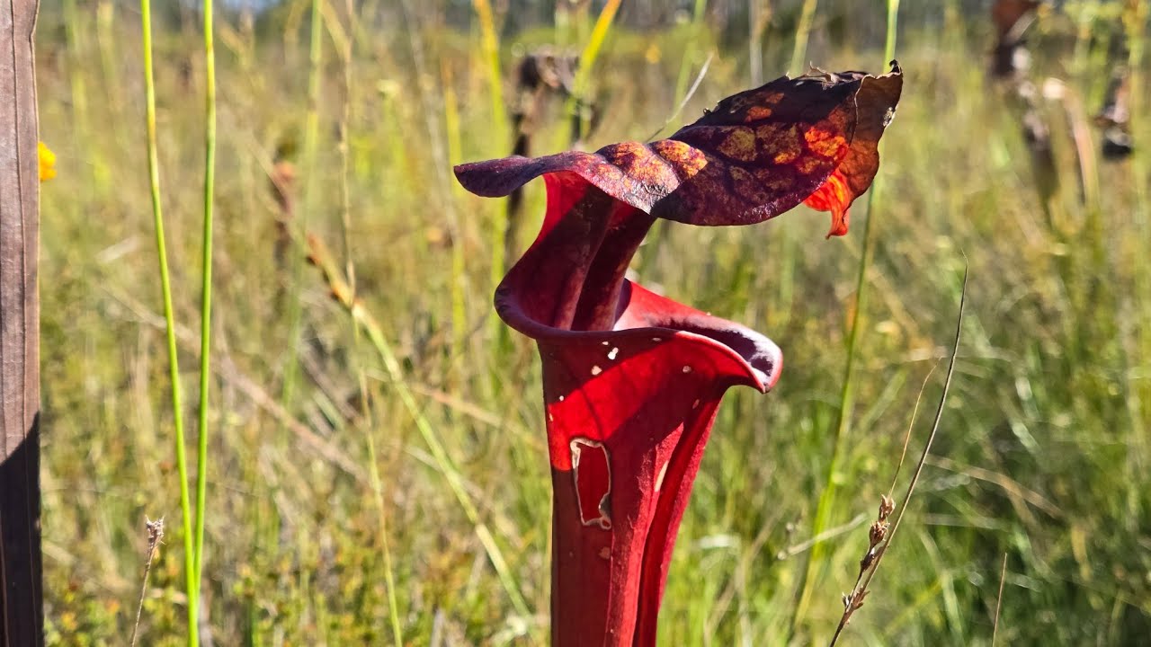 Apalachicola Sarracenia trip! Amazing plants found in the wilds of Florida!