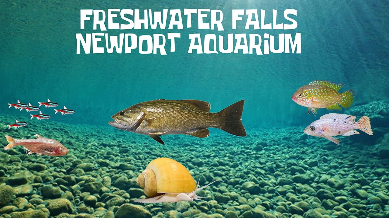 Uncaged Zoo Tours: Freshwater Falls at the Newport Aquarium ft. Snail #uncagedzootours