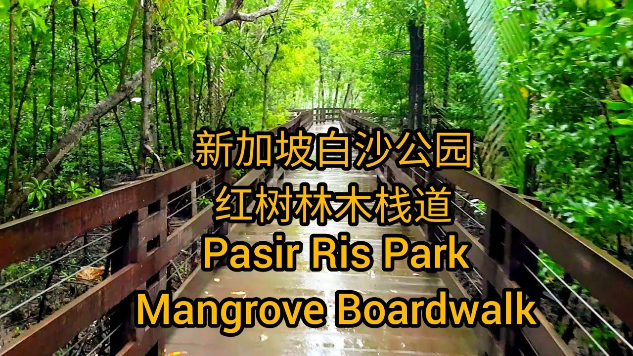 新加坡白沙公园🐦红树林木栈道🦀Pasir Ris Park Mangrove Boardwalk Singapore新加坡 🇸🇬
