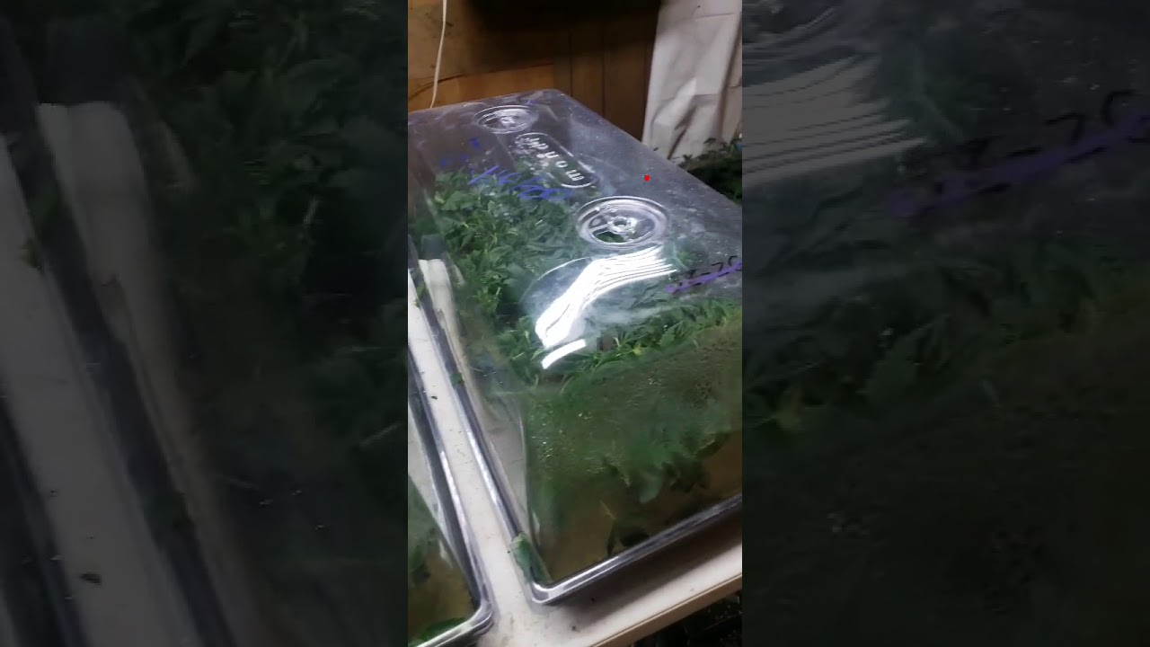Como hacer clones de weed