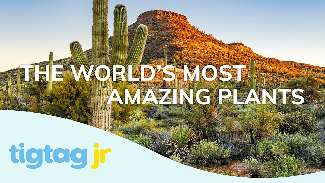 Amazing Plants | Tigtag Junior