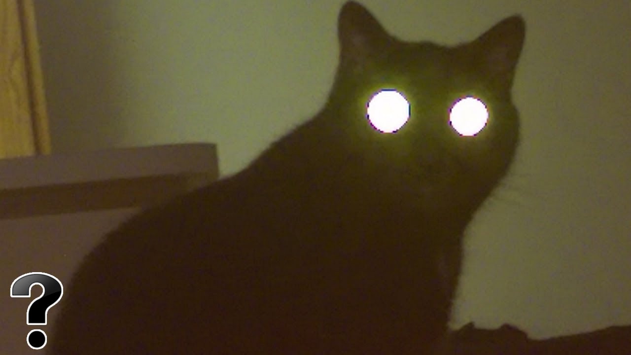 What If The Yule Cat Was Real?