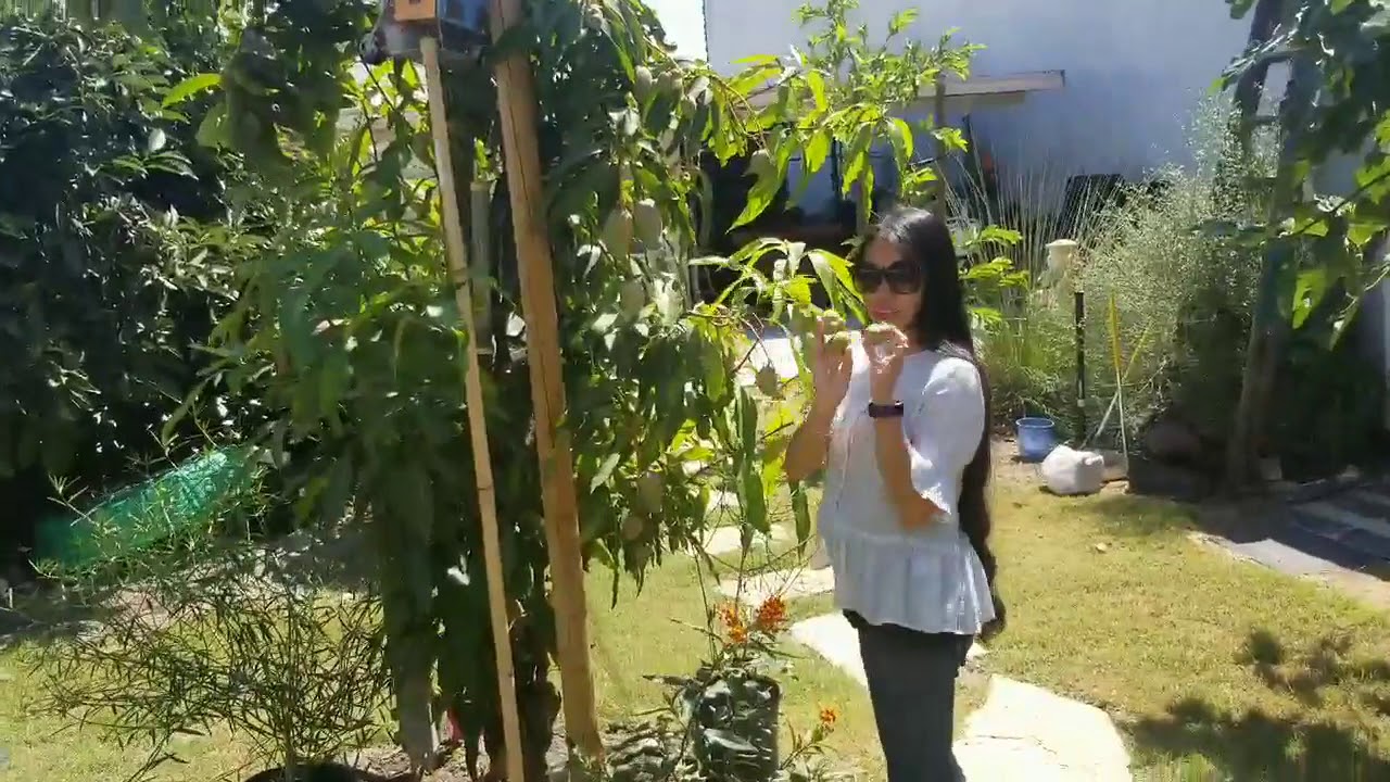 MANILA MANGO IN CALIFORNIA | BACKYARD BLESSINGS